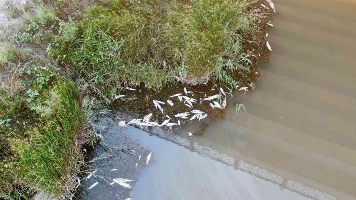 Havadan drone ile gözlemlediler: Kızılırmak'ta ürküten görüntü