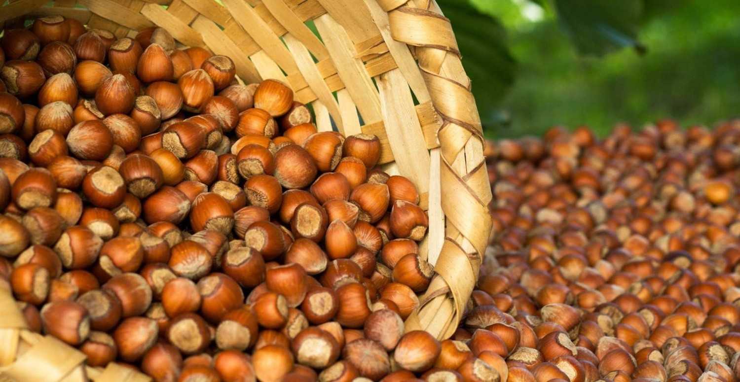 Fındık fiyatları 5 Ağustos 2022 Cuma: Borsalarda günlük fındık fiyatı