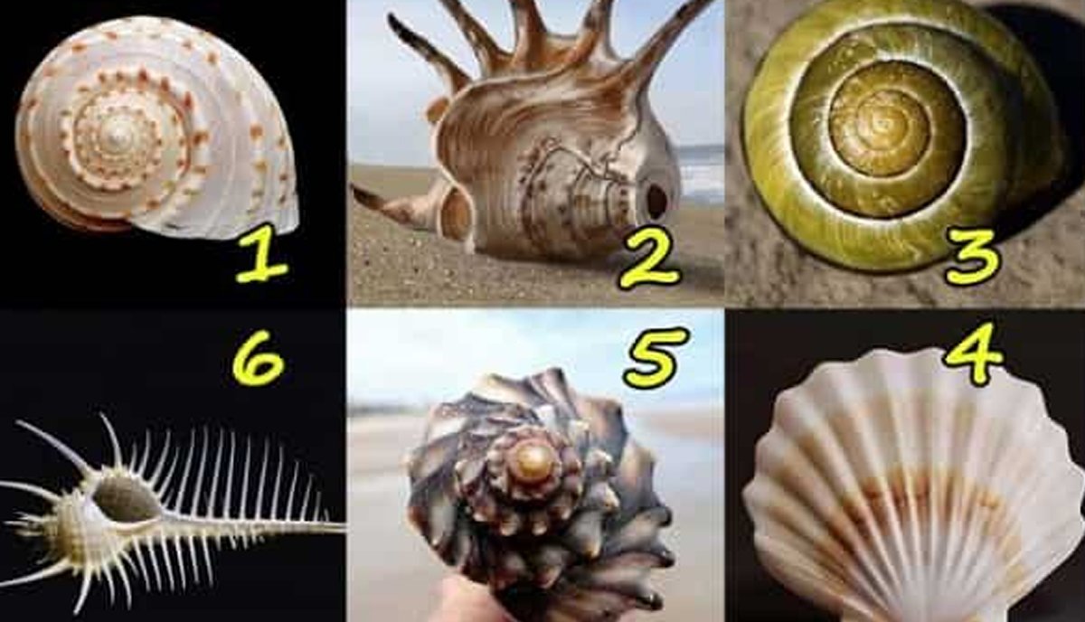 Yüzde Yüz doğru Çıkıyor: Kendiniz Hakkında İlginç Bir Şey Öğrenmeye Var Mısınız? Haydi O Zaman Bir Seçim Yap