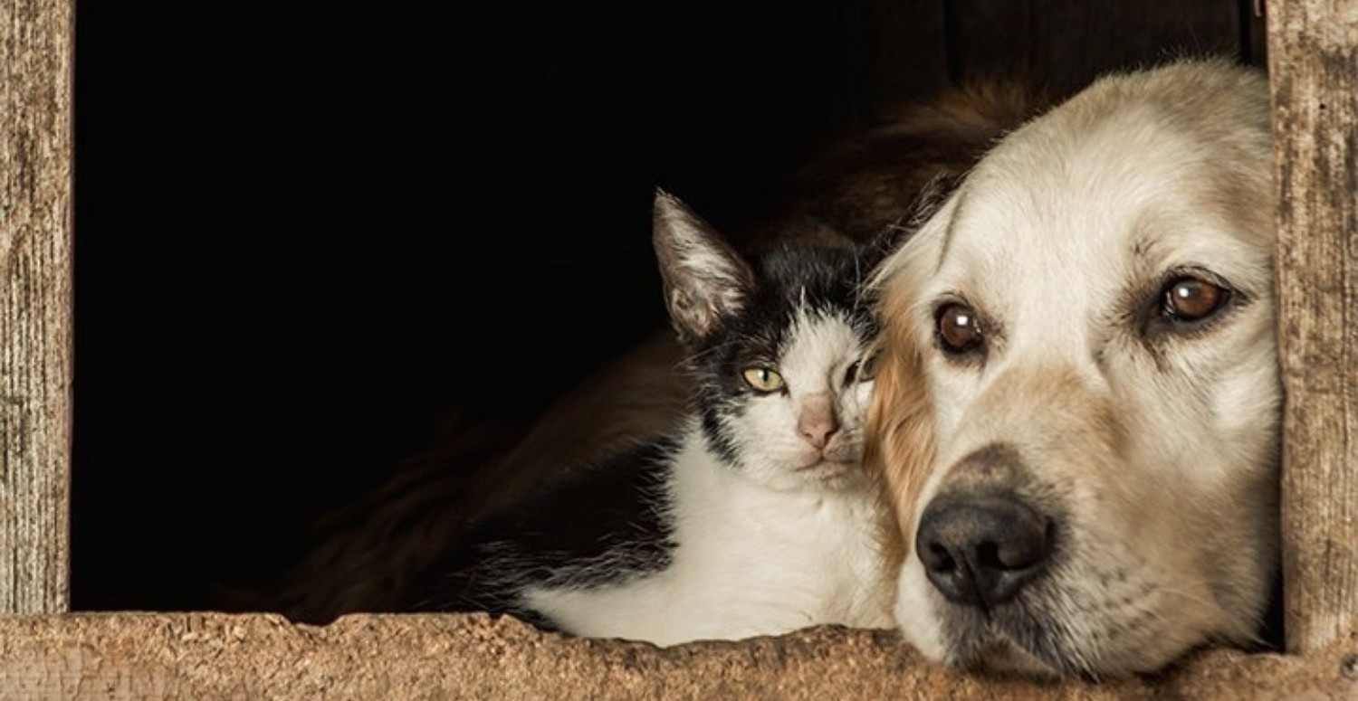 Sokak hayvanlarını zehirlemek veya öldürmek suç mu? Sokak hayvanlarını öldürmenin cezası