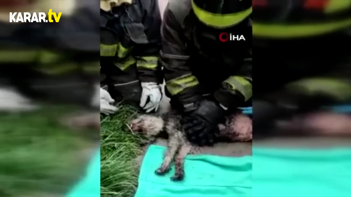 Meksika'da itfaiye ekipleri kalbi duran köpeğe dakikalarca kalp masajı yaptı