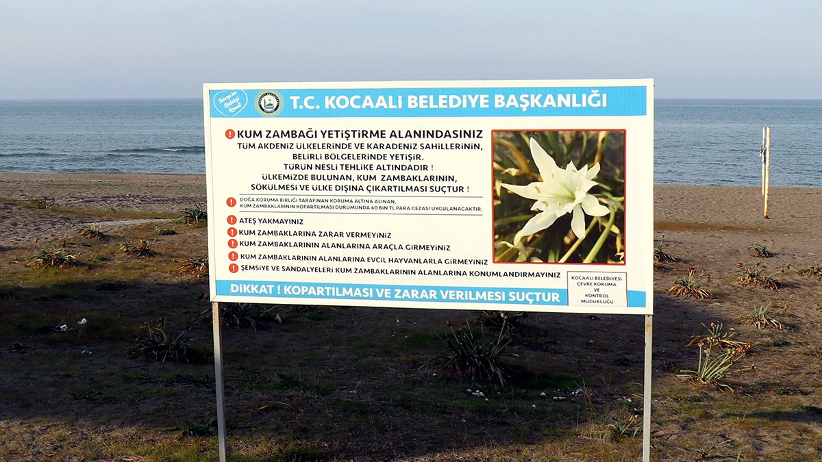 Bu Çiçeklere Zarar Verirseniz Yandınız! Kum Zambaklarına Hasar Vermenin Cezası 80 bin TL'yi buluyor
