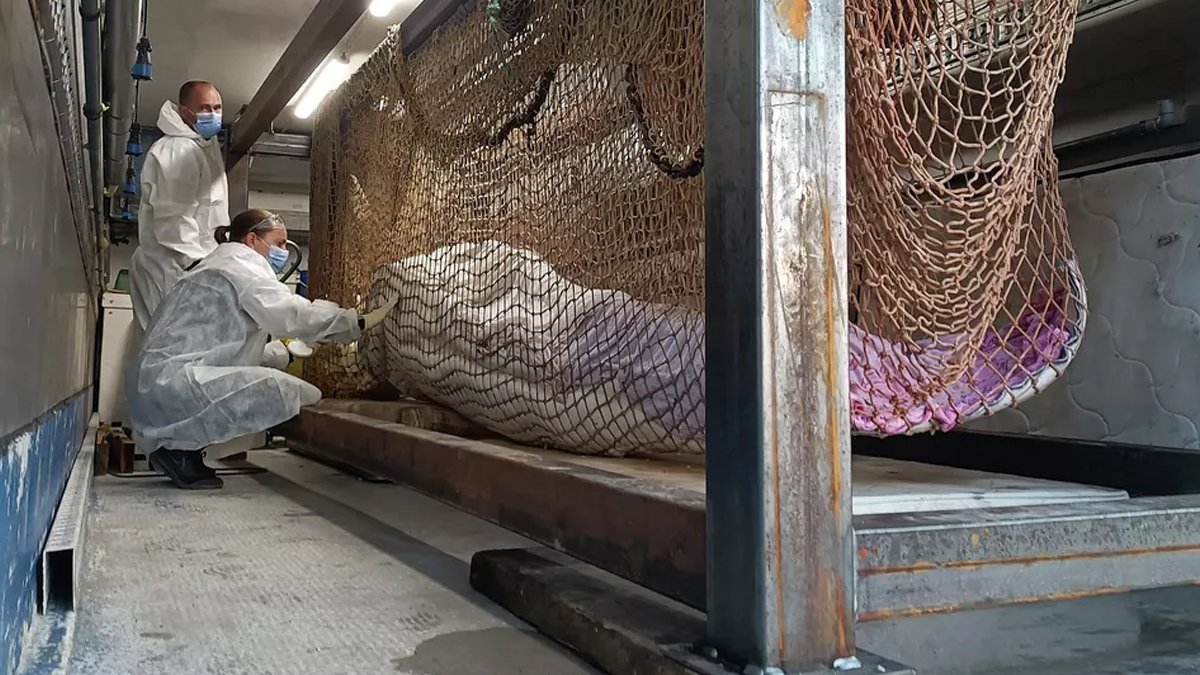 Seine Nehri’nde sıkışan beyaz balina, kurtarma çalışmaları sırasında öldü
