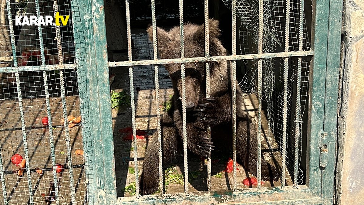 Deli baldan dolayı krize giren 'Balkız' şimdi de dünya gündeminde