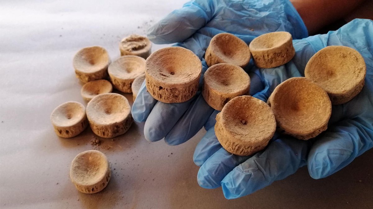 Patara'da tarihi keşif: Köpekbalığı ve vatoz omurgaları…