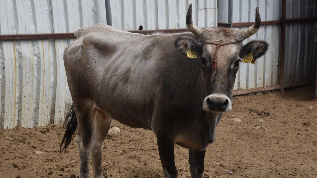 Özgürlüğe kaçan 'Dağlar Kızı Reyhan' öldürülme korkusu olmadan yaşayacak