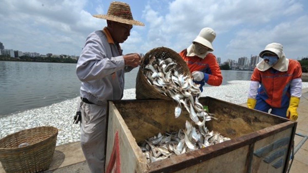 Çin'de sıfır vaka politikası: Balıklara ve yengeçlere koronavirüs testi
