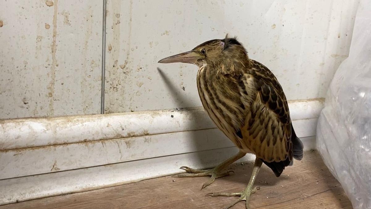 Ağrı’da nesli tükenmekte olan ’balaban kuşu’ bulundu