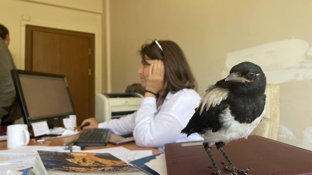 İyileştirdiği karga yalnız kalmasın diye birlikte işe gidiyorlar