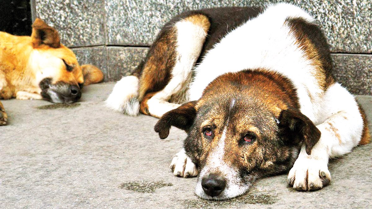 Birkaç cani değil örgütlü suç