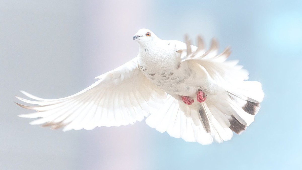 Bu burçların başına talih kuşu konuyor! Terfiden aşka bakın bu burçları neler bekliyor