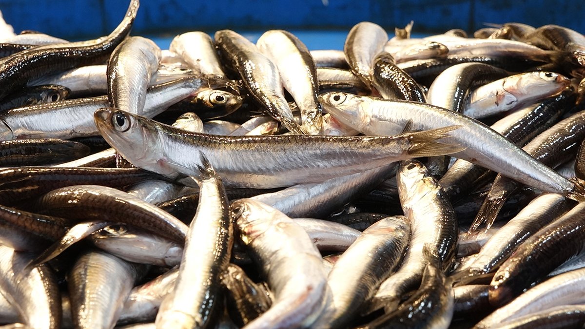 'Hamsi' severlere kötü haber: Küresel ısınma vurabilir