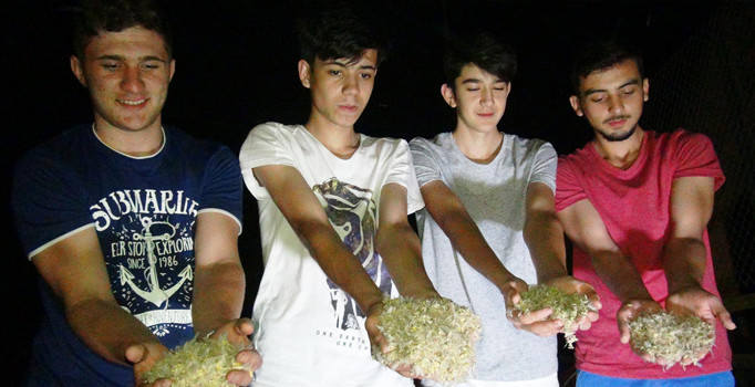 Birgün sineklerinin ölüm dansına tanıklık ettiler