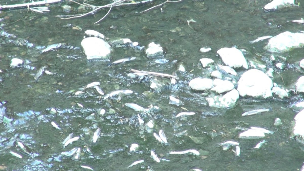 Harşit Çayı'nda toplu balık ölümleri: Ekipler inceleme başlattı