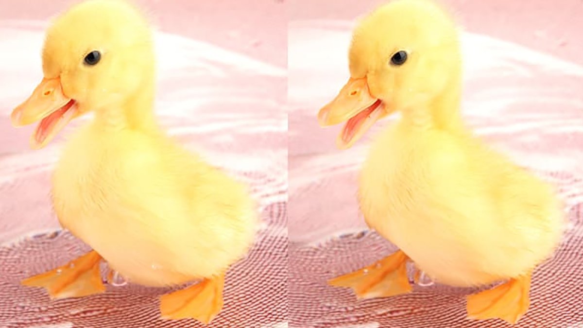 Bu resimdeki küçük farkı görebiliyorsanız, IQ'nuz 130'un üzerinde...