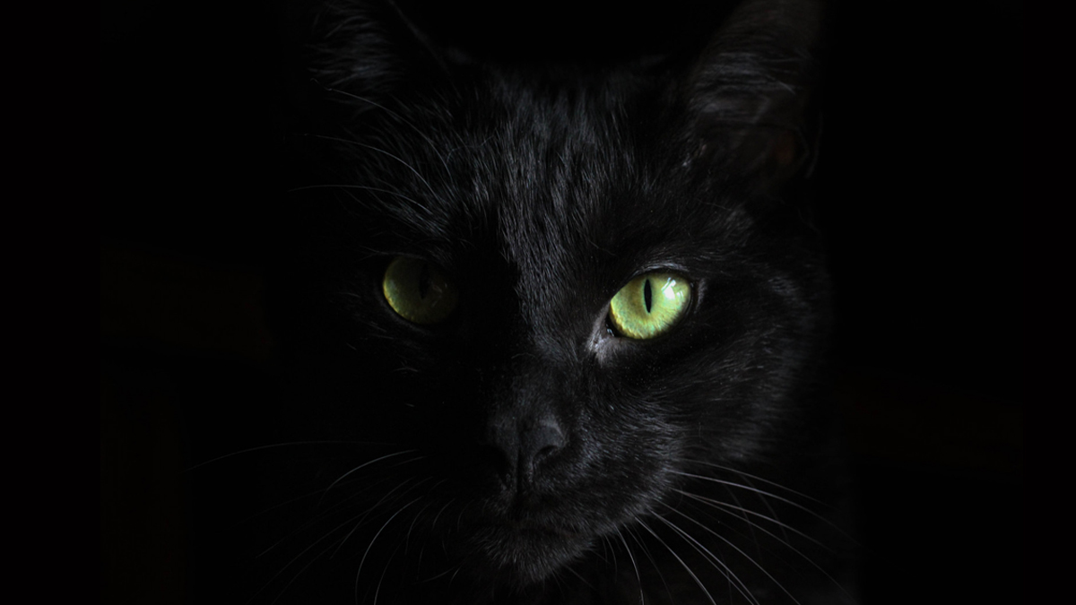 Aralarına kara kedi girdi! Ünlü şarkıcı ne açılışta var ne doğum gününde!