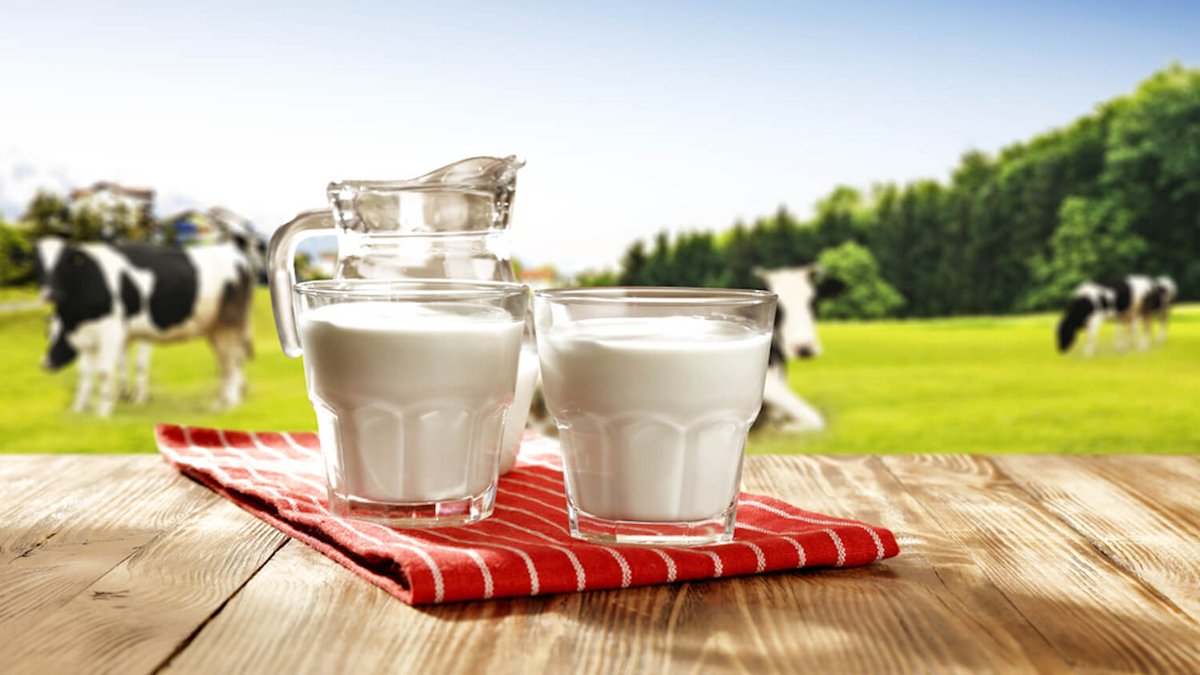 İnek sütünün tahtı devrildi! Sağlıklı diye içiyorduk meğerse...