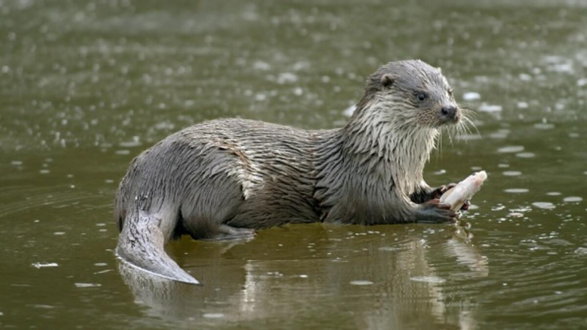 Şırnak’ta su samuru görüntülendi
