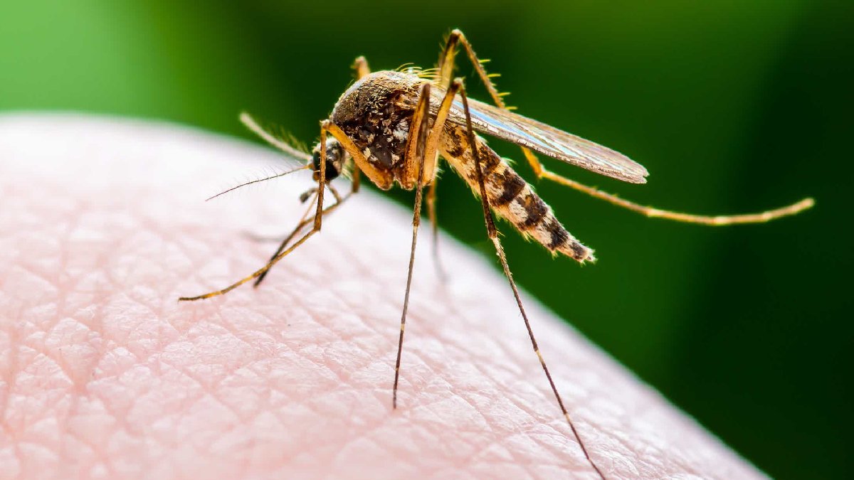 Hastaneye başvuru sayısı artıyor: İstanbul'da sivrisinek alarmı