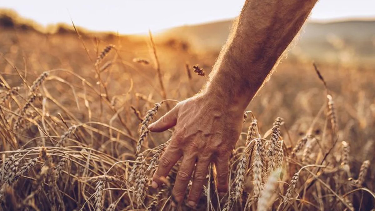 Harvard Üniversitesi 4 yılda 10 bin yıllık 700 DNA'yı inceledi: İnsanlığın ilk çiftçileri Anadolu yerlileri