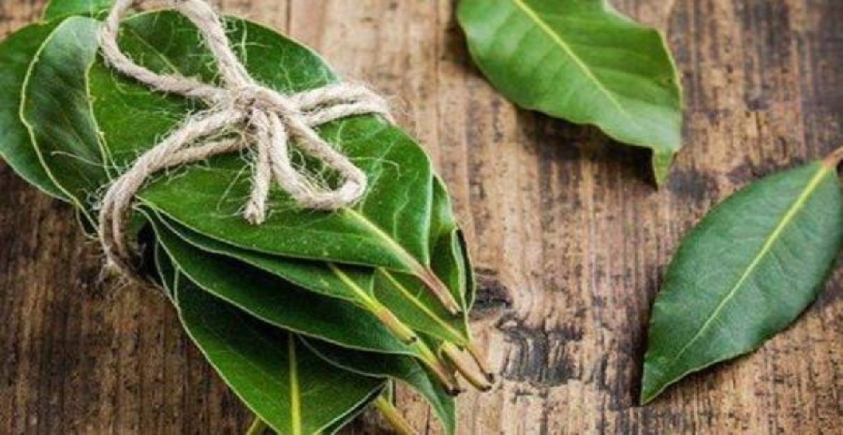 Defne yaprağının faydaları nedir? Sinir ve stres için birebir olan defne yaprağını mutlaka kullanın