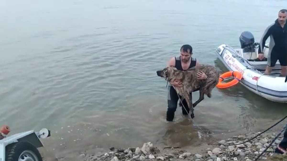 Denize giren köpek mahsur kaldı