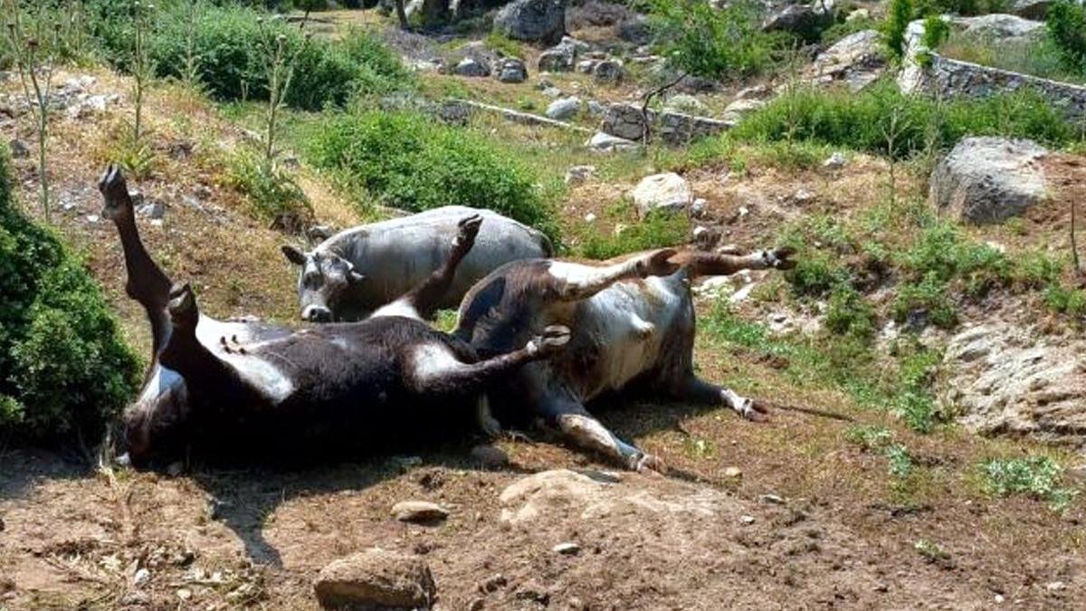 Malatya'da yıldırım çarptı: 5 büyükbaş hayvan telef oldu