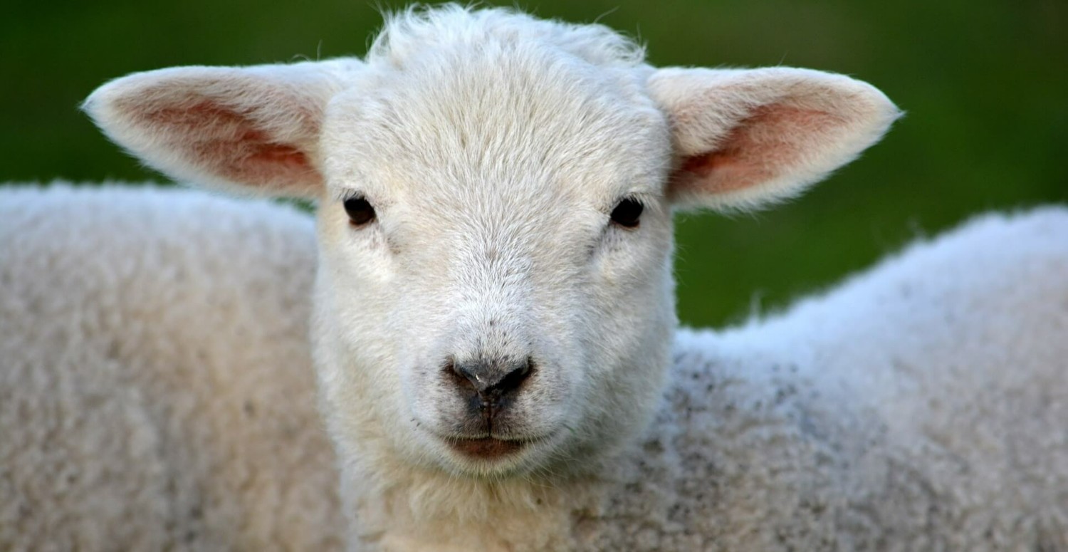 Rüyada kuzu görmek ne anlama gelir? Rüyada kuzu görmenin tabirleri ve yorumları