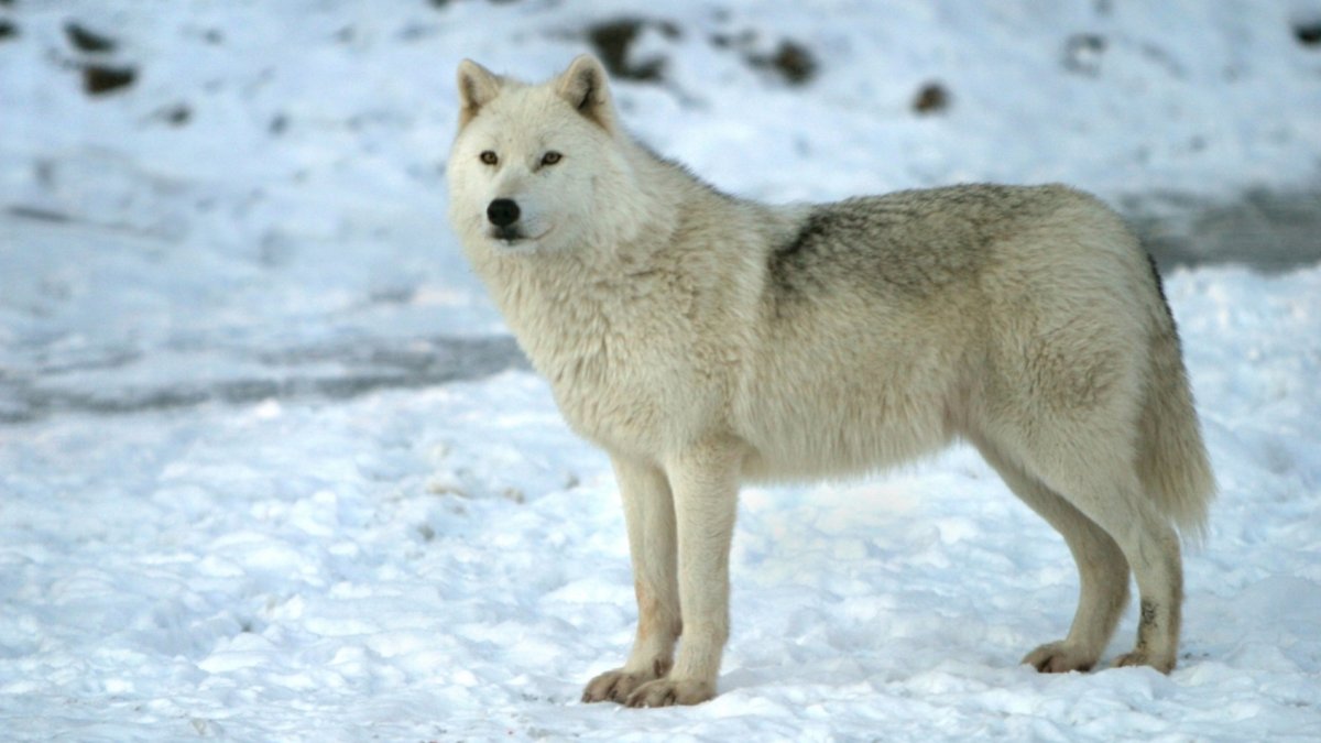 Çinli bilim insanlarından bir ilk! Kutup kurdunu klonladılar