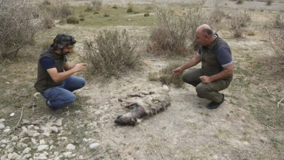Van'da nesli tehdit altındaki çizgili sırtlan silahla vuruldu