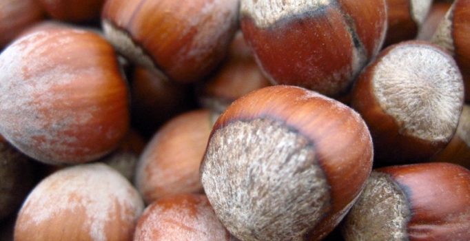 Türk fındığı
Milano'da tanıtılıyor