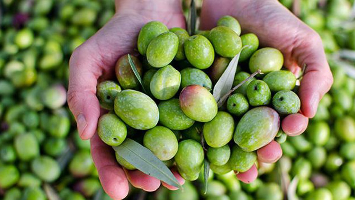 Attığınız zeytin çekirdekleri için pişman olabilirsiniz! Bu şekilde kullanmak mide sorunlarını ortadan kaldırıyor