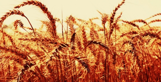 Eskişehir'in ilk mahsulü
arpa, borsaya getirildi