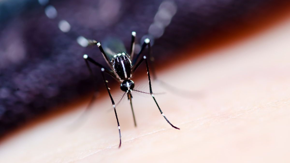 Dikkat! Hastanelik edebiliyor: İstanbul'da 'Aedes' alarmı