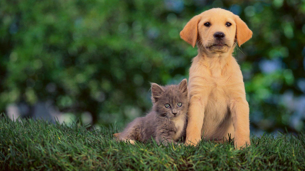 e-Devlet'ten hayvan sahiplendirme uygulaması