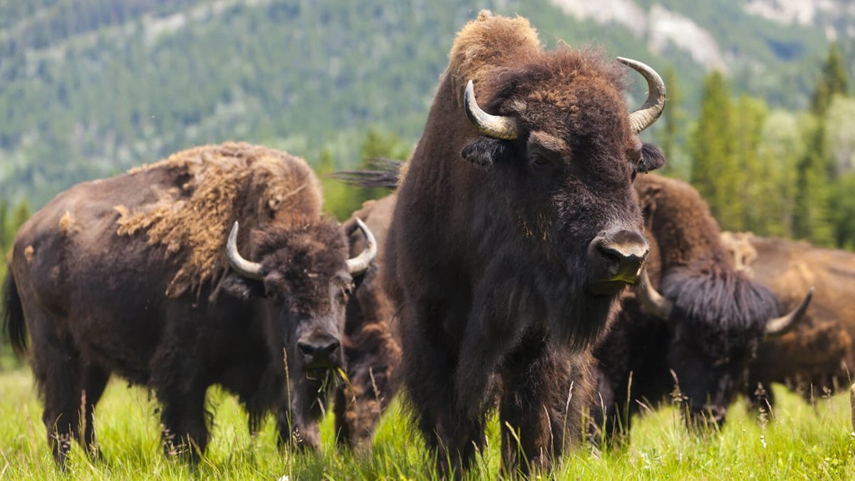 Bozkurtlar, Avrasya kunduzu, bizon ve gri foklar... Tedbirler vahşi doğayı hayata döndürdü