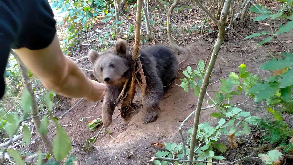 Rize’de fındık bahçesine giren boz ayı çelik tele takıldı
