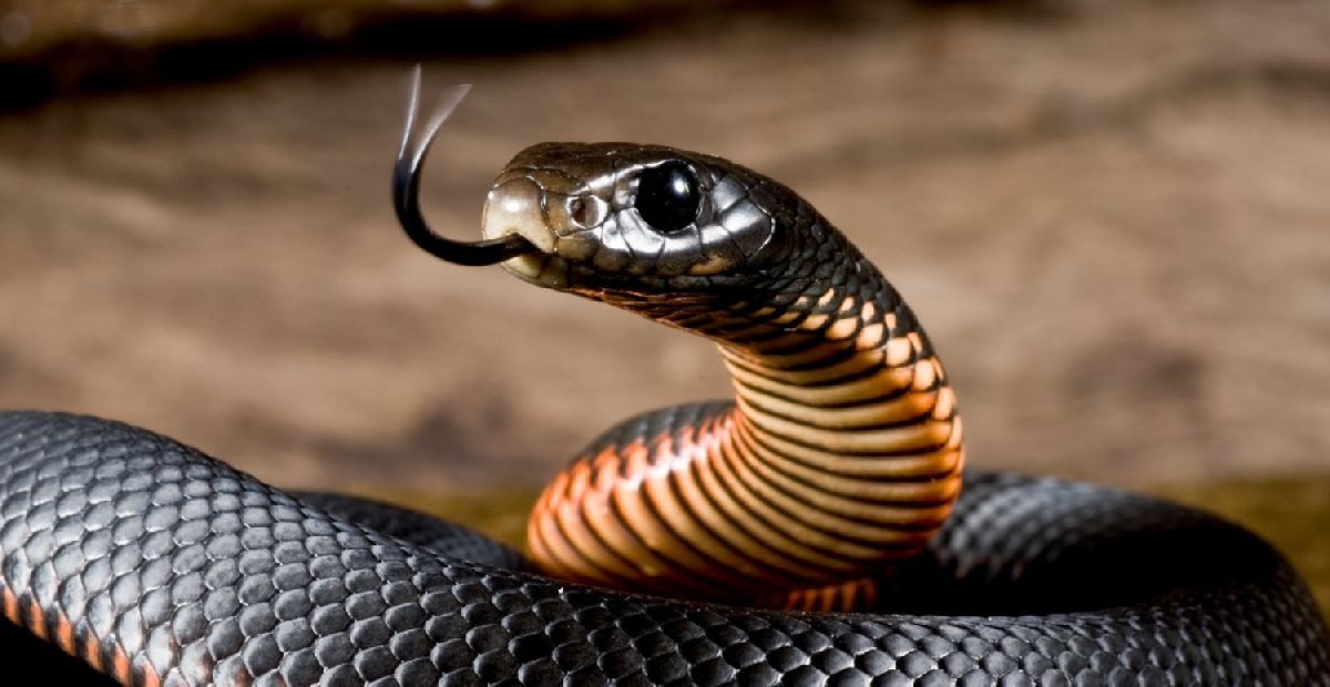 Rüyada yılan ne anlama gelir? Rüyada yılan görmenin tabirleri ve yorumları