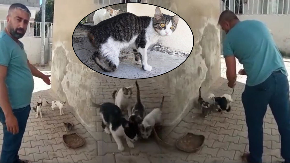 Tüyler ürperten iddia: Büyü bozmak için çok sayıda kedinin bacağı kesildi!