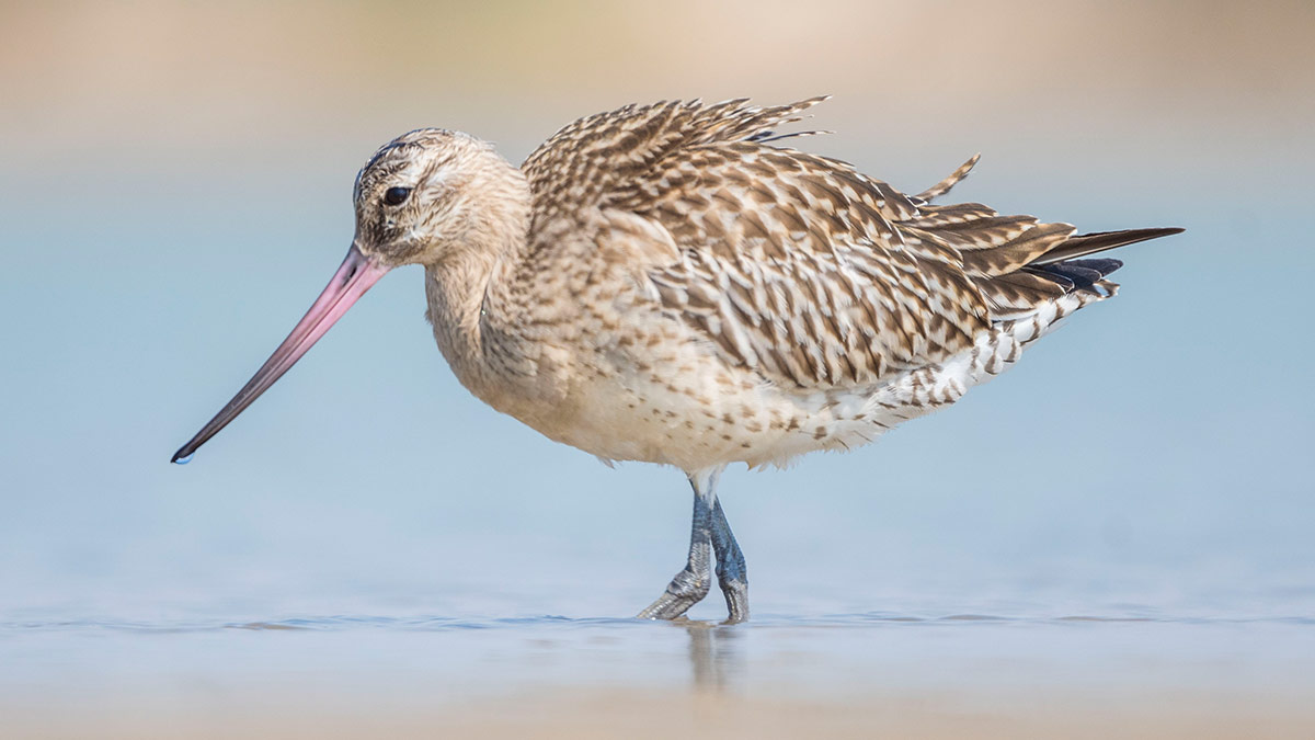 Durmaksızın 11 gün boyunca uçan rekortmen kuş Mersin'de