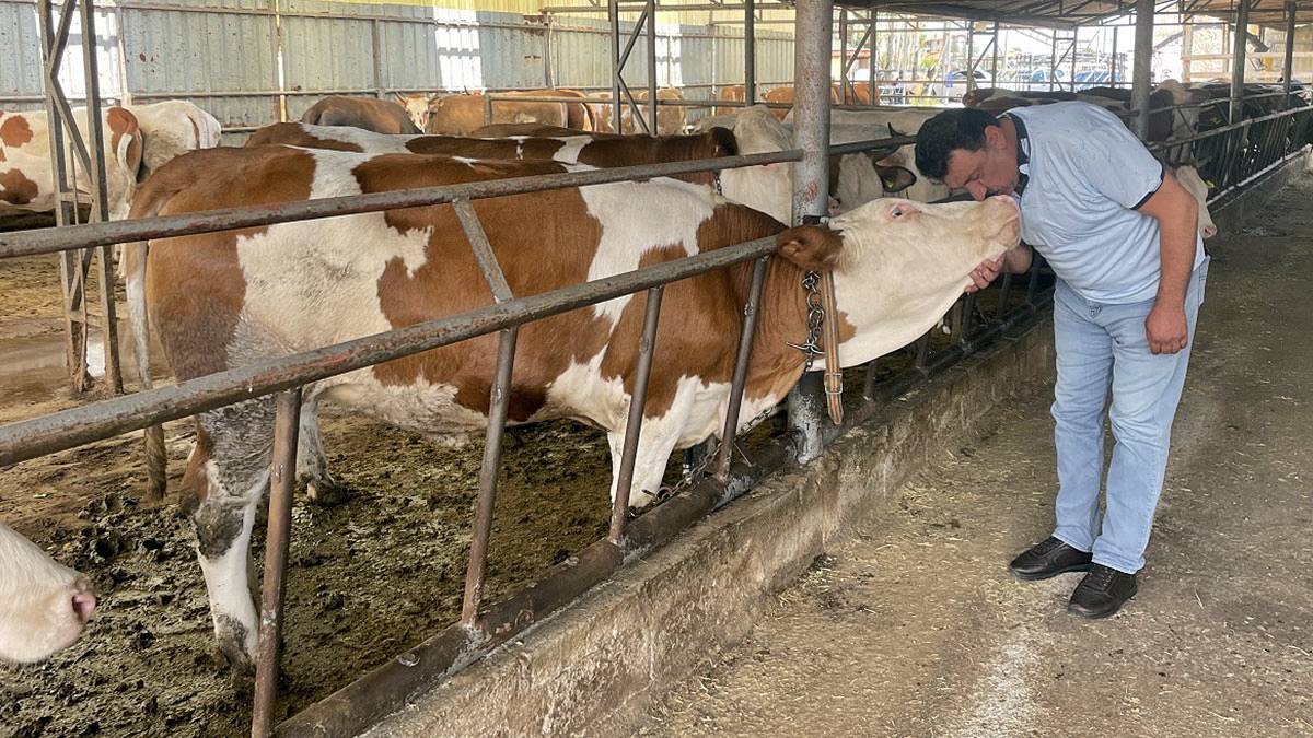 Besiciler zor durumda: Peynir 40 liraydı, şu an 150 lira oldu