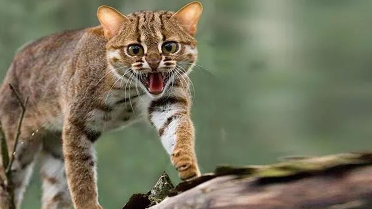 Kedi parazitinin hiç ummadık etkisi: Erkekleri solcu, kadınları tutucu yapıyor