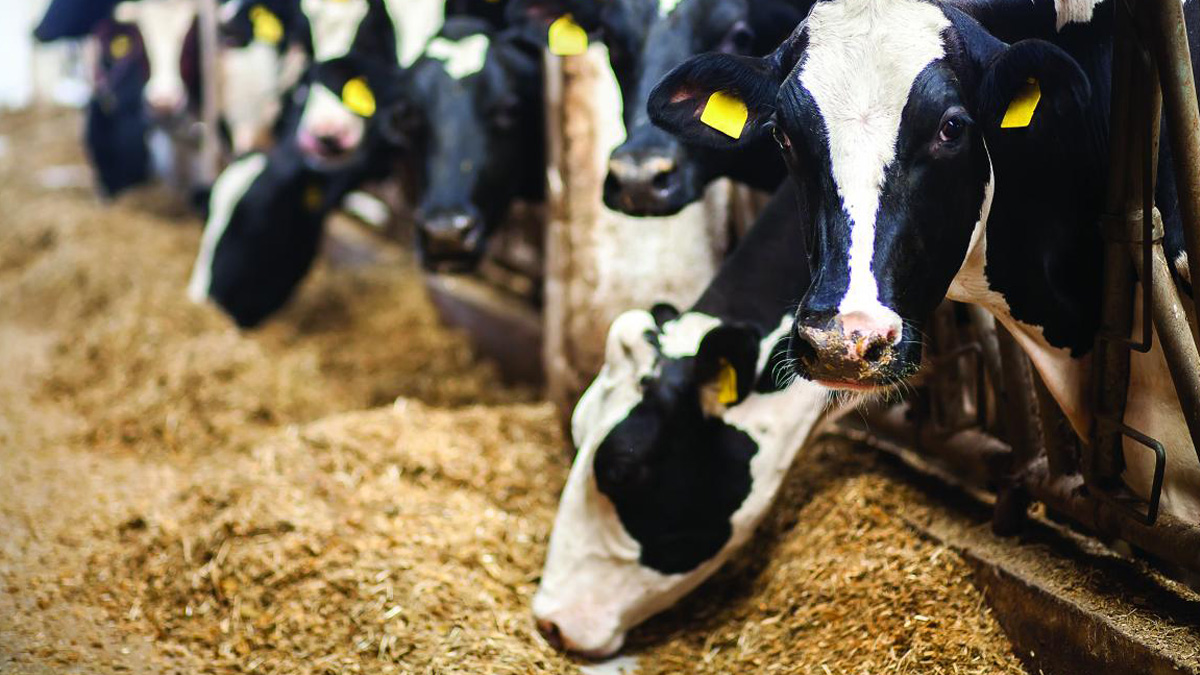 CHP'den yem önerisi: Fiyatlar haziran 2023'e kadar sabitlenmeli