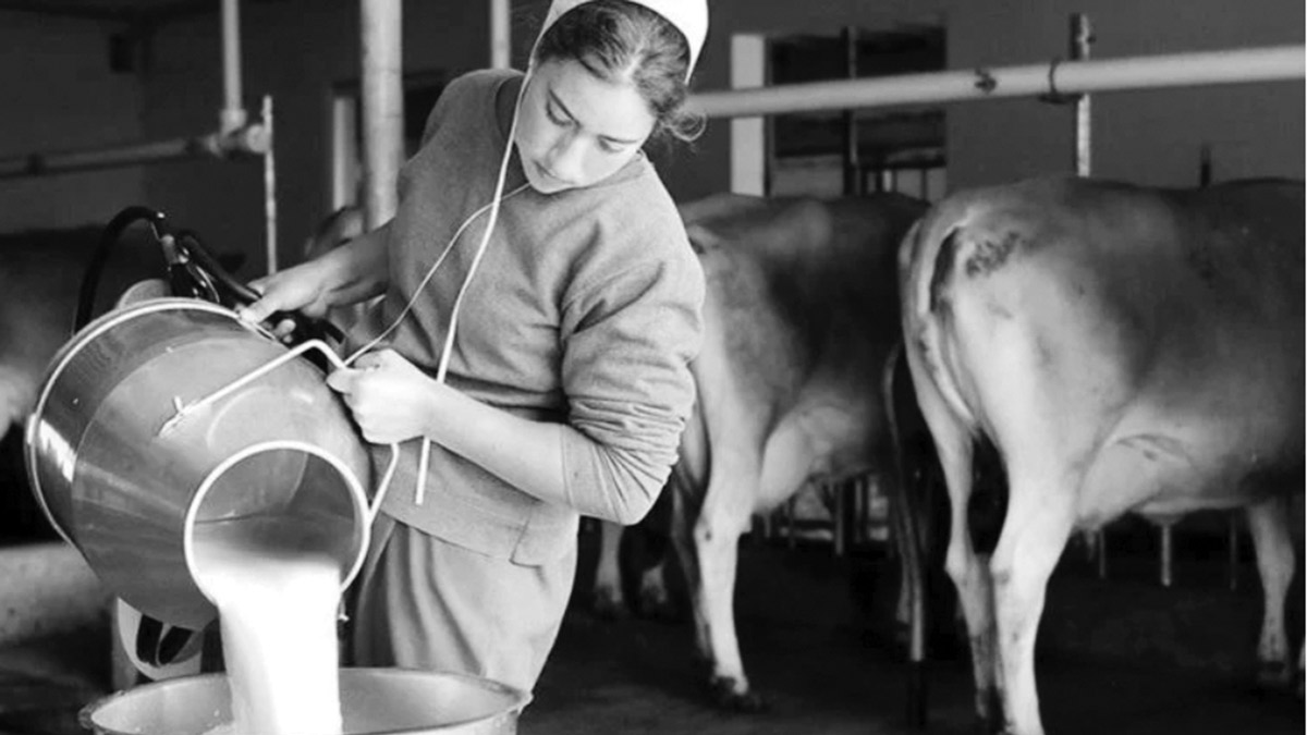 Hayvancılıkta tehlike sinyali! Üretim azaldı süt krizi kapıda