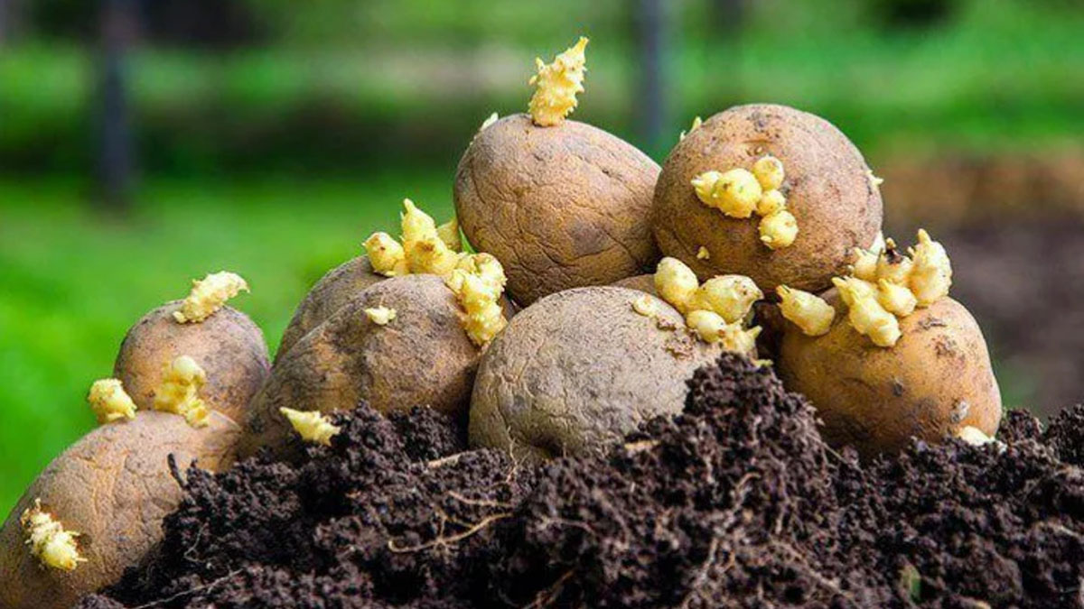 Patates yetiştirmek istiyorsunuz ama bahçeniz mi yok? Bu ipuçlarıyla onları bir saksıda yetiştirebilirsiniz!