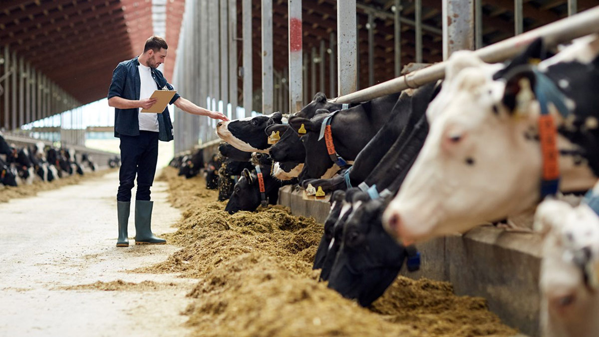 Et ve süt üreticileri greve gidiyor: 'Gıda krizi geliyor' dedik, kimse dinlemedi