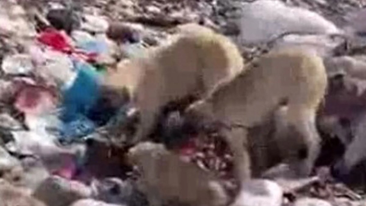 Bingöl'de köpeklerin birbirine bağlanarak çöplüğe bırakılmasına ilişkin suç duyurusu