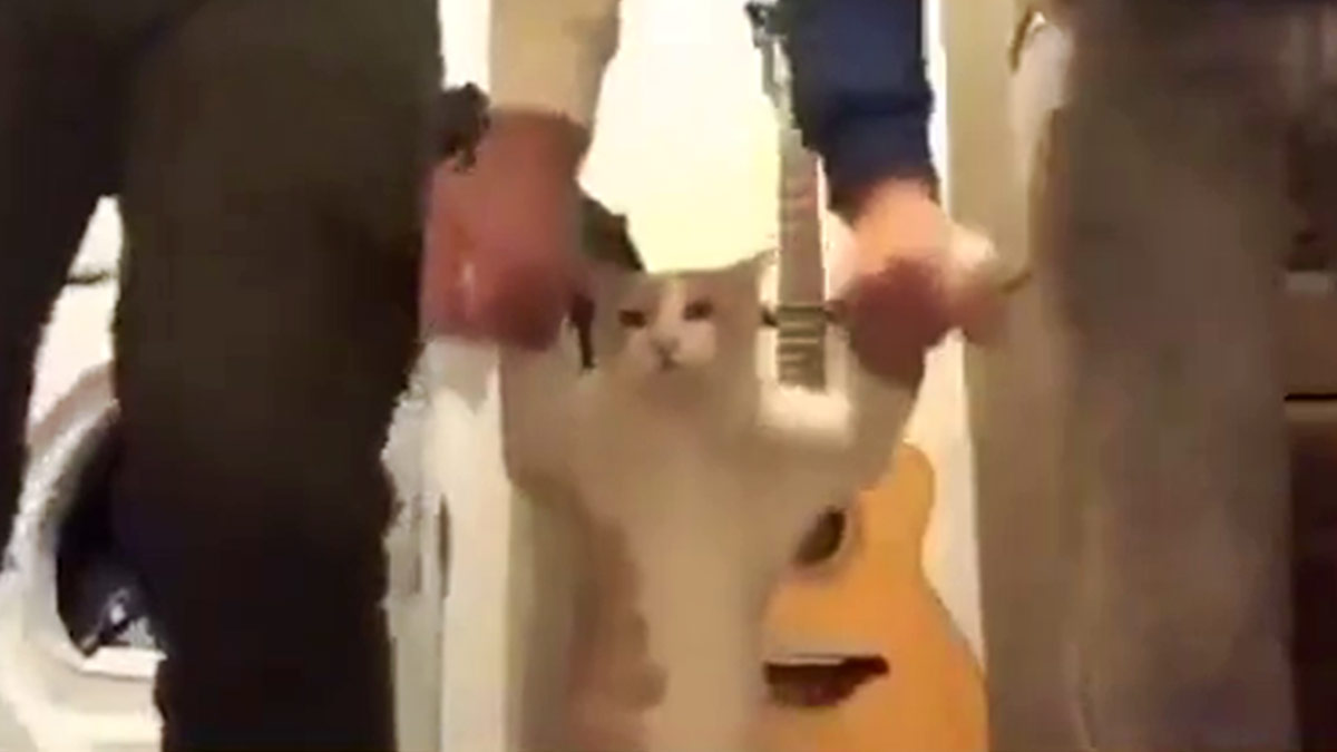 Ha uşağum ha, hayde oynamaya... Horon tepen kedi videosu izleyenleri güldürdü