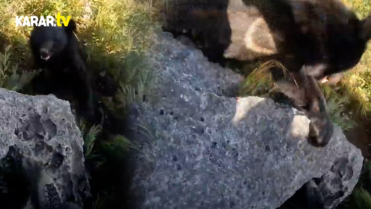 Dağa tırmanan dağcıya ayı saldırdı! Yumruk yumruğa yapılan kavgayı ise dağcı kazandı fakat...