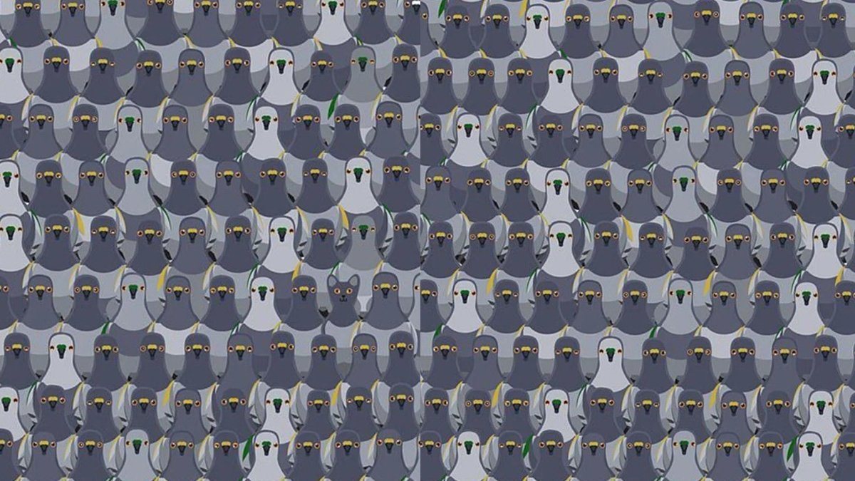 5 saniyede güvercinlerin arasında gizlenen kediyi bul! Ne kadar dahisin göster! Hızlı görsel zeka testi